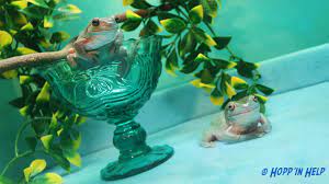 Whites Tree Frog Care Sheet - Hopp'in Help