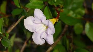 Image result for Mostuea brunonis