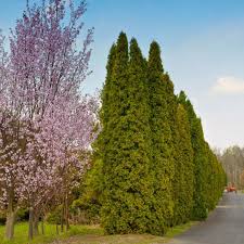 A narrow and fast american pillar arborvitae has dark green foliage. Buy Affordable Full Speed A Hedge American Pillar Arbor Day Foundation Buy Trees Rain Forest Friendly Coffee Greeting Cards That Plant Trees Memorials And Celebrations With Trees And More