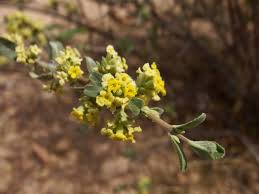 Image result for Aloysia