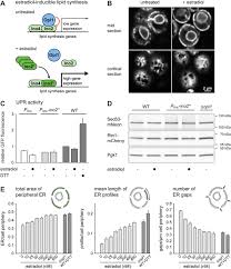 Jtm food group is a food processing company offering a range of butcher shop quality products to customers in the restaurant, healthcare, military, and education industry. Control Of Endoplasmic Reticulum Membrane Biogenesis By Regulators Of Lipid Metabolism Biorxiv