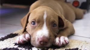 No charges have been officials in michigan are investigating a suspected case of animal cruelty after a video posted online showed a child repeatedly throwing a puppy into a street. Help My Puppy Threw Up Now What