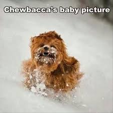 13 Funny Star Wars Pictures For Today Star Wars Humor Funny Star Wars Pictures Star Wars Memes