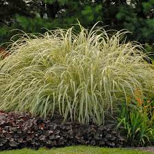 Image result for Miscanthus violaceus
