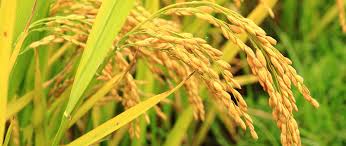 Golden rice was created by ingo potrykus of the institute of plant sciences at the swiss federal institute of technology, working with peter beyer of. Golden Rice Alleviating Global Vitamin A Deficiency Through Genetic Engineering