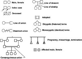 pedigree for identical twins google search pedigree