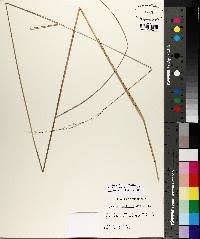 Image result for Sorghastrum incompletum