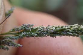 Image result for Sporobolus ioclados