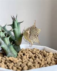 Image result for Huernia longituba