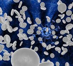 Leucocite si a formulei leucocitare. Leucocite Celule Albe MÄrite In Sange Ce SemnificÄ