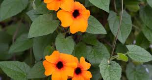 Image result for Thunbergia alata