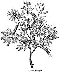 Image result for Acacia senegal