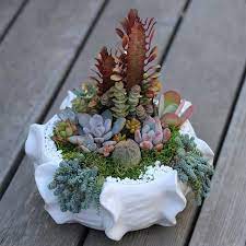 Scopri ricette, idee per la casa, consigli di stile e altre idee da provare. Composizioni Con Piante Grasse
