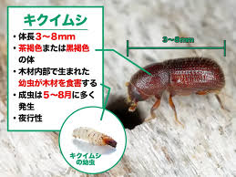 ホームレスキュー