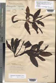 Image result for Potamogeton schweinfurthii