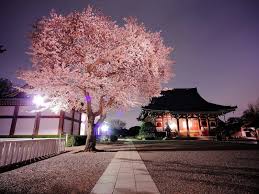 Find and download japanese cherry blossom wallpapers wallpapers, total 26 desktop background. Cherry Blossom Tree Nature Japan Cherry Blossom Hd Wallpaper Wallpaper Flare