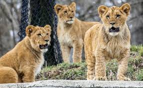 美国一动物园11只狮子感染新冠出现咳嗽、打喷嚏症状- 苏里南中华日报