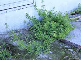 Su nombre científico es priva lappulacea y pertenece a la familia verbenaceae. Flora Bonaerense Pega Pega Galium Aparine