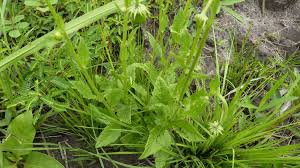 Image result for Crassocephalum rubens