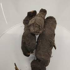 Image result for Curculigo pilosa