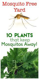 Check spelling or type a new query. Keep Your Yard And Garden Mosquito Free Here Are 10 Plants That Will Help Keep Those Pesky Insects Away Naturally With Images Mosquito Repelling Plants
