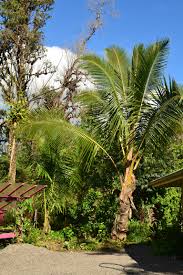Image result for Cocos nucifera