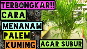 Cara menanam jahe merah yang baik dan benar di rumah bisa dilakukan secara mudah dengan berbagai media tanam. Cara Menanam Tanaman Palem Kuning Di Pot Youtube
