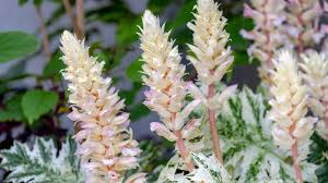 Image result for Acanthus montanus