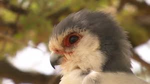 Image result for Pygmy falcon