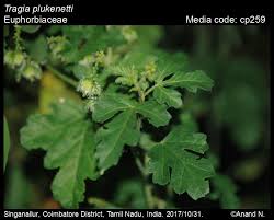 Image result for Tragia kirkiana
