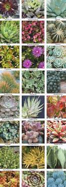 Best plant identification apps pl@ntnet: Succulent Identification Chart With Pictures Learn How And Why To Identifying Succulents With Seve Succulents Succulent Garden Outdoor Types Of Succulents