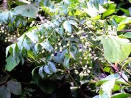 Image result for Vepris bremekampii