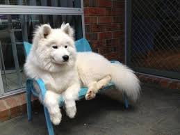 Big Black And White Fluffy Dog It S So Fluffy I M Gonna Die Samoyed Dogs Big Fluffy Dogs Fluffy Dogs