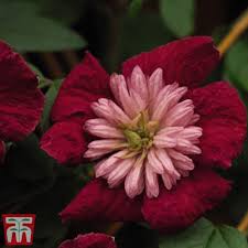 We did not find results for: Clematis Carol Klein Clematis Carol Klein Integrifolia Group In Gardentags Plant Encyclopedia
