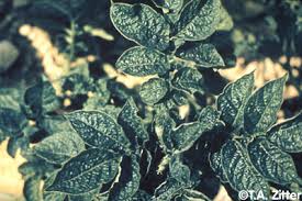 They inject a toxin into leaves as they feed causing the plant to yellow. What S Wrong With My Plant Garden University Of Minnesota Extension