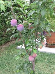 In late fall, the large fruits are ready for harvesting, making all the work of growing. Santa Rosa Ultra Dwarf Plum Tree Hydrangea Tree Plum Tree Plants