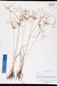 Image result for Cyperus sphacelatus