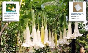 Translations of the word burundanga from french to english and examples of the use of burundanga in a sentence with their translations: Colombian Devils Breath Drug Could Be In Uk Online For 11 Daily Mail Online