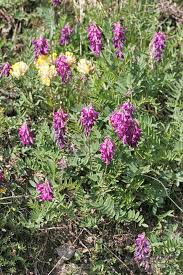 Image result for Hedysarum