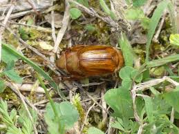 Le hanneton de st jean, ou amphimallon soltitialis, ne vole qu'à partir des journées chaudes de juillet comme son nom l'indique. Fichier Accouplement Hannetons De La Saint Jean Sorges 7 Jpg Wikipedia