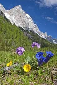 I reds si diedero solo alla persona amata. Fiori Alpini Nelle Dolomiti Fiori Selvatici Fiori Foto Di Fiori