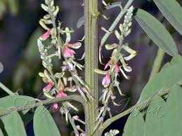Image result for Indigofera arrecta