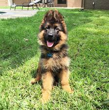 Cute baby german shepherd dogs. 28 Of The Most Adorable German Shepherd Pups You Ll Ever See