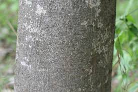 Image result for Khaya grandifoliola