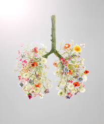 why earlier springs are so bad for health lungs art flower drawing flower art