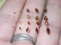 Tips To Avoid Bed Bugs During Your Trips Bed Bugs Bed Bug Bites Bed Bugs Pictures