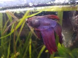 Unidentified Mass On 1 5 Year Old Male Betta Bettafish