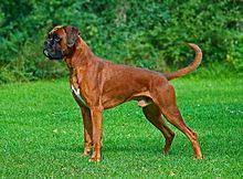 The recognized colors are fawn and brindle, frequently with a white underbelly and white on the feet. Boxer Dog Wikipedia