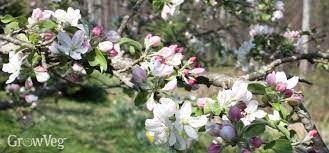 Maybe you would like to learn more about one of these? How To Fertilize Fruit Trees