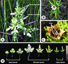 Image result for Hibiscus tridactylites